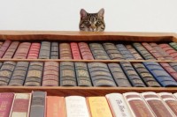 Оригінальні домашні бібліотеки «відомих книголюбів»
